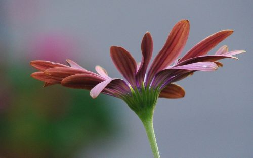 flower pink blossom