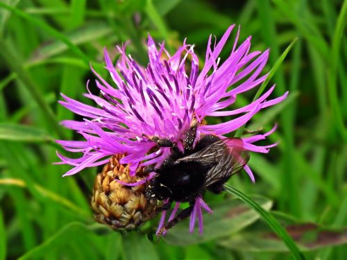 flower insect nature