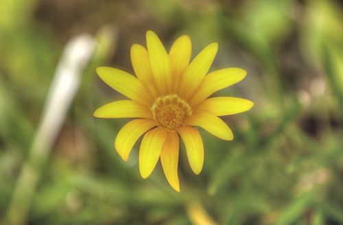 flower nature plant