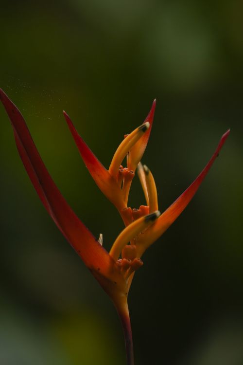 flower bromeliad nature