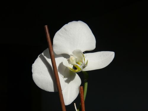 flower orchid blossom