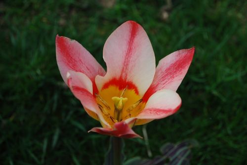 flower tulip garden