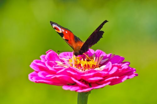 flower butterfly blossom