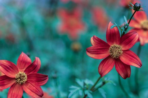 flower garden flower blossom