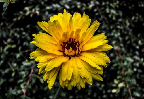 flower yellow yellow flower