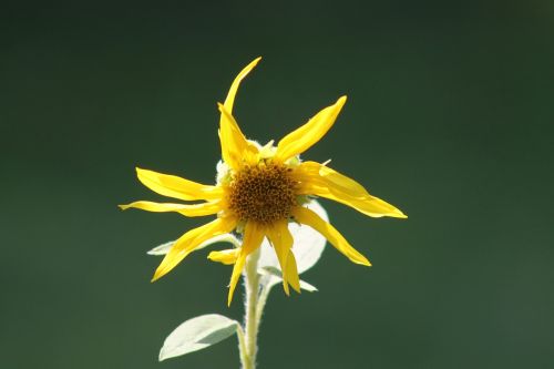 flower sun flower yellow