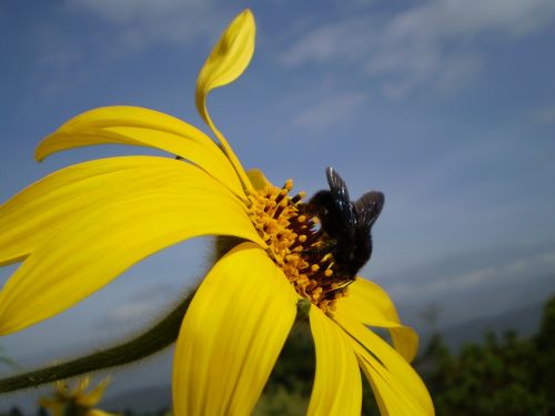 flower yellow bumblebee