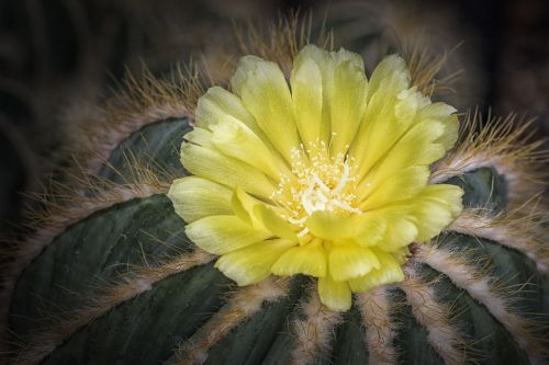 flower cactus yellow