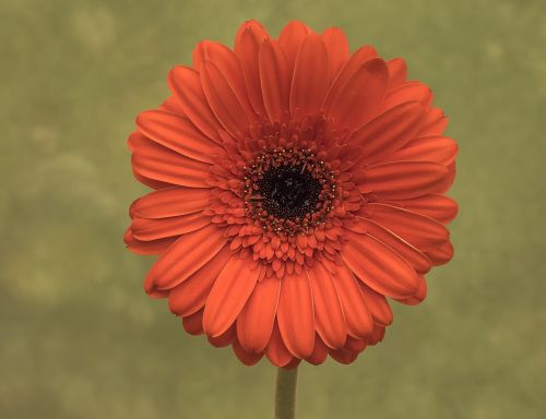 flower orange blossom