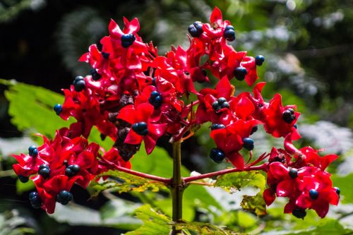 flower red malaysia borneo