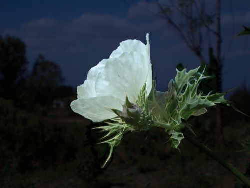 flower white night