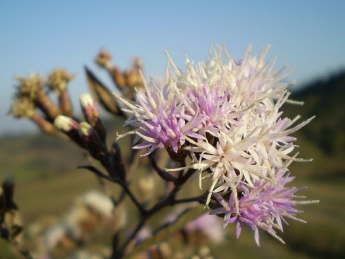 flower wild lilac