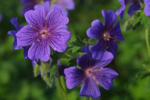 flower blossom plant