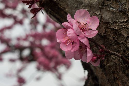 flower pink spring