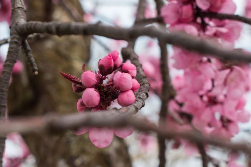 flower pink spring