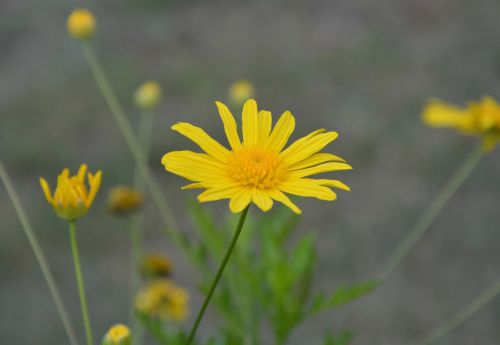 flower flowers yellow daisy