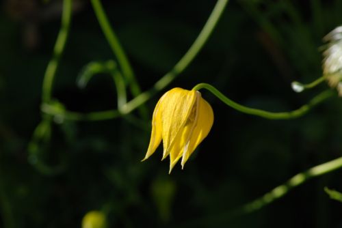 flower yellow plant