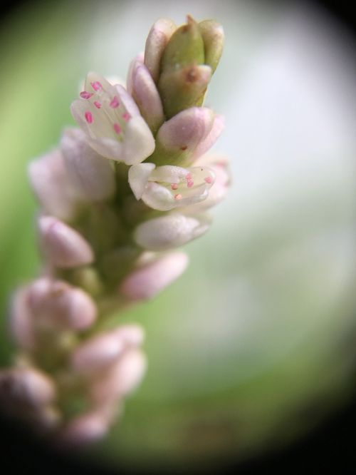 flower macro pink