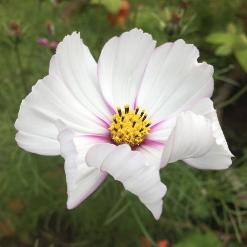 flower flower close-up white