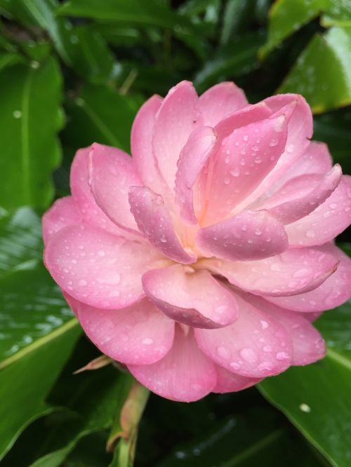 flower hawaii pink