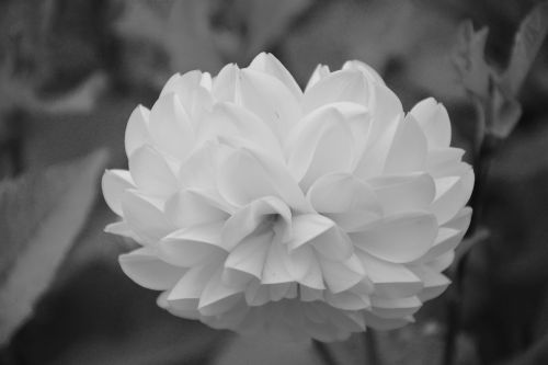 flower white photo black white