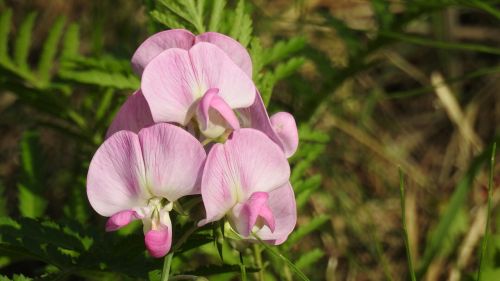 flower pink nature