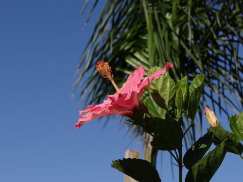 flower hibiscus rosa