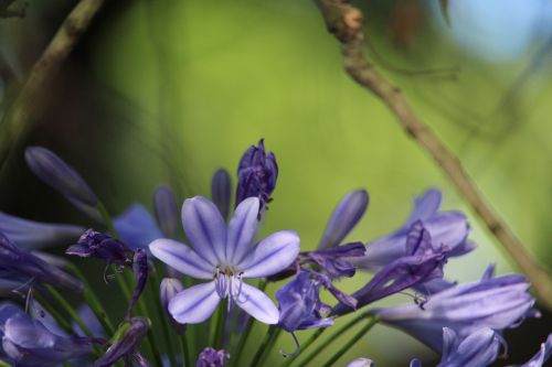 flower agapanthus purple