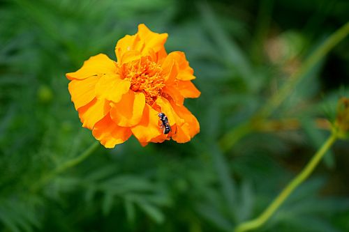 flower yellow nature