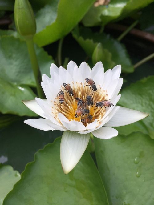flower bee white