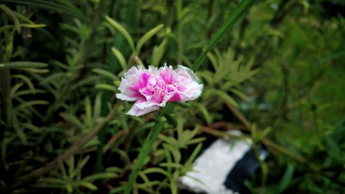 flower pink white edge