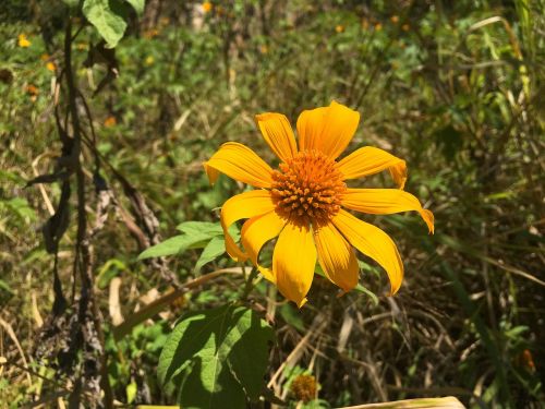 flower yellow nature