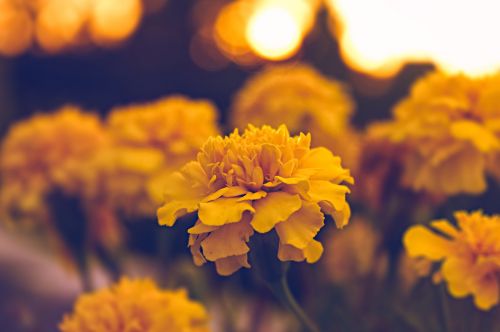 flower macro natural yellow plant