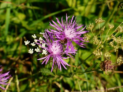 flower plant meadow flowers