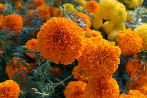 flower yellow orange