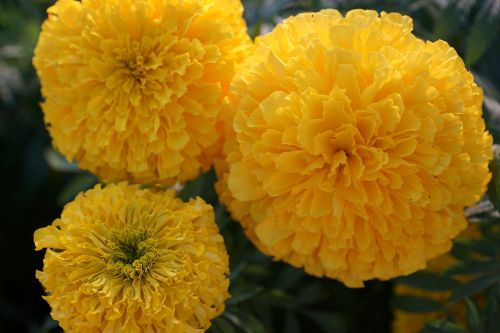 flower yellow orange