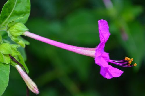 flower stamens pistil