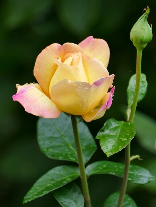 flower rose yellow