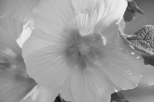 flower flowers photo black white