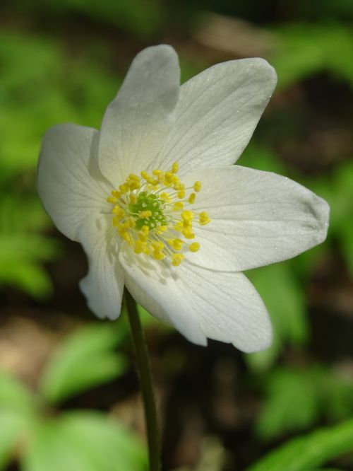 flower anemones the nature of the