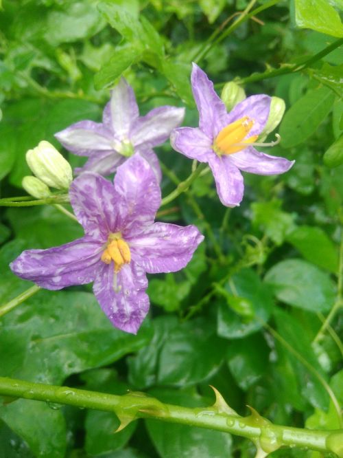 flower violet colour