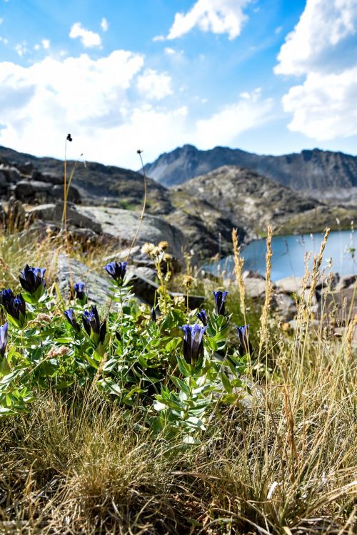 flower mountain sky