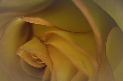 flower floral rose