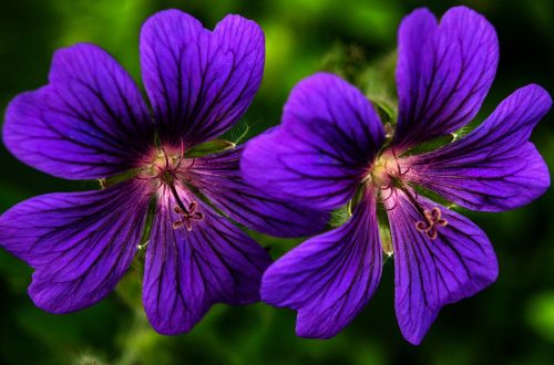 flower lilac flora