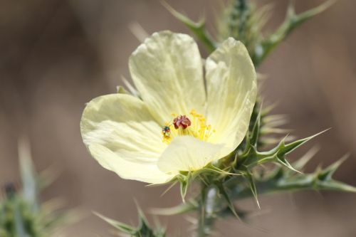 flower yellow thorns