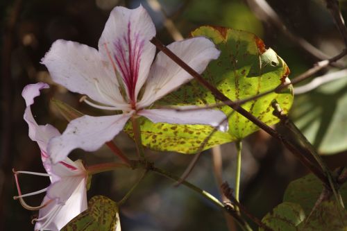 flower nature life