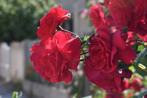 flower rose red