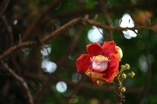 flower tree asia