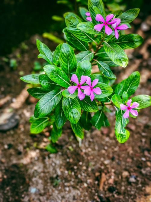 flower blossom plant