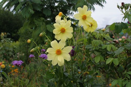 flower garden blossom